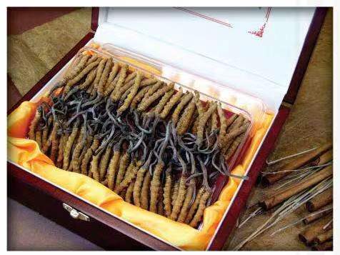 横县冬虫夏草回收